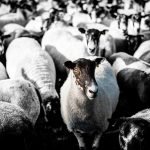 Black faced sheep in flock of sheep illustrating message that Enigma Communications helps businesses stand out from crowd.