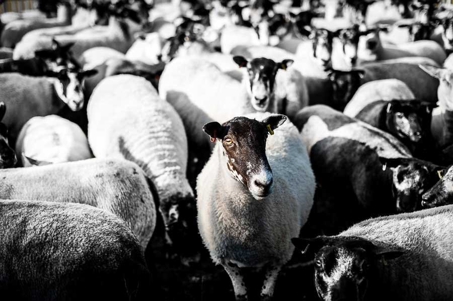 Black faced sheep in flock of sheep illustrating message that Enigma Communications helps businesses stand out from crowd.