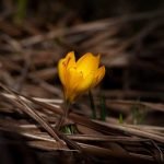 A yellow crocus bursting out of decayed brown foliage.