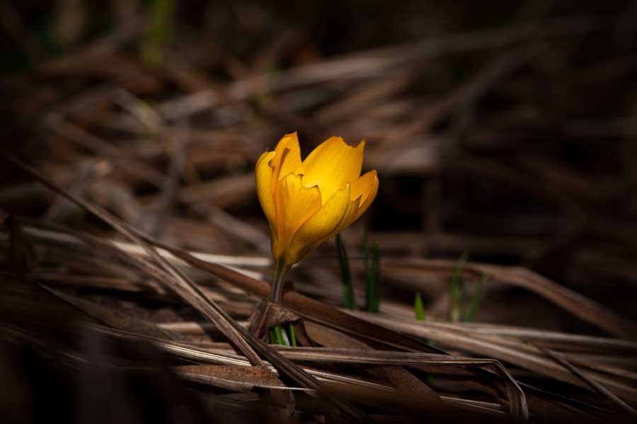 A yellow crocus bursting out of decayed brown foliage.